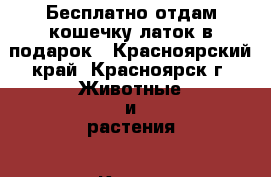 Бесплатно отдам кошечку,латок в подарок - Красноярский край, Красноярск г. Животные и растения » Кошки   . Красноярский край,Красноярск г.